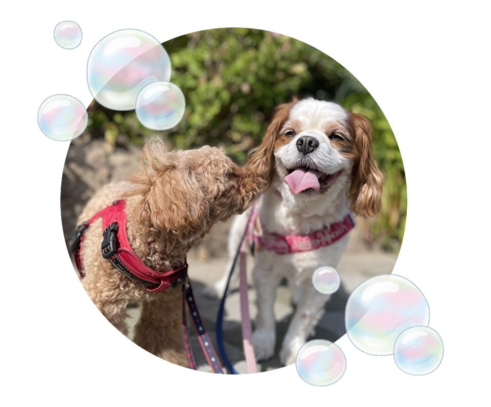 わんわんスターについて